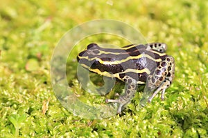 Ventre Poison Frog photo