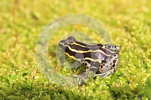 Ventre Poison Frog photo