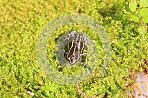 Ventre Poison Frog photo