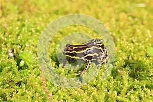 Ventre Poison Frog photo