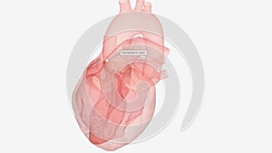 When the ventricle contracts, oxygenated blood is forced through the aortic valve into the aorta to supply the body.