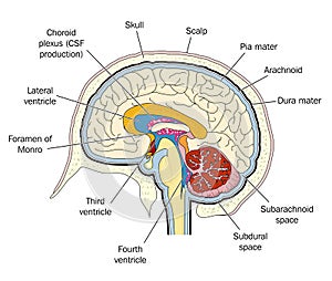 Ventricles of the brain photo
