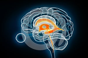 Ventricles and cerebral aqueduct lateral x-ray view 3D rendering illustration. Human brain and ventricular system anatomy, medical