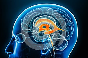 Ventricles and cerebral aqueduct x-ray profile close-up view 3D rendering illustration with body contours. Human brain and