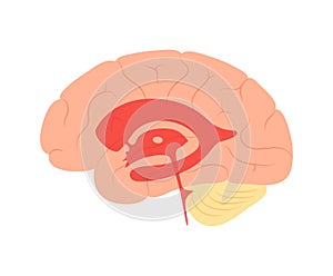 Ventricular system anatomy