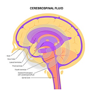 Ventricular system concept