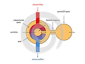 Ventricular system. Cross Section of a Human brain with ventricles and Cerebrospinal fluid, Monro-Kellie Doctrine, homeostasis