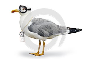 Venturesome seagull