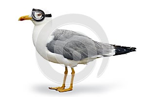 Venturesome seagull