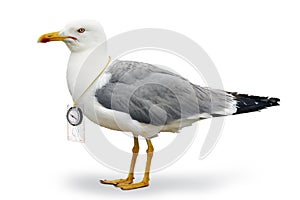 Venturesome seagull photo