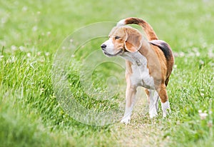 Venturous beagle at the walk photo