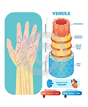 Venule anatomical vector illustration cross section. Circulatory system blood vessel diagram scheme on human hand silhouette. photo