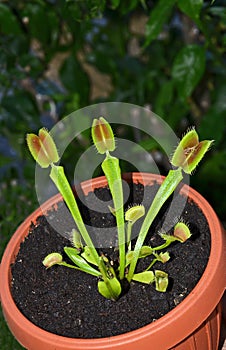 Venus carnivorous plant