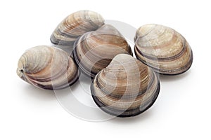 Venus clam cyclina sinensis