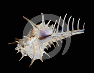 Venus Comb murex seashell isolated