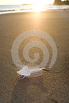 Venus comb murex shell