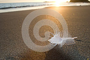 Venus comb murex shell