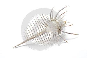 Venus Comb murex shell A conch shell photo