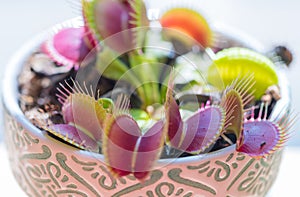 Venus fly plant on the table