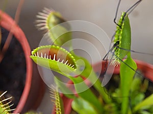 Venus Fly Trap
