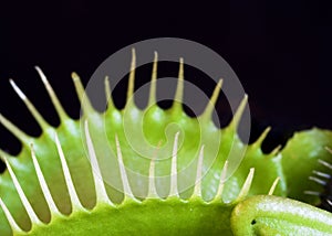 Venus Fly Trap