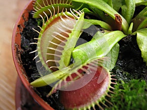 Venus fly trap