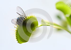 Venus Fly Trap In Action