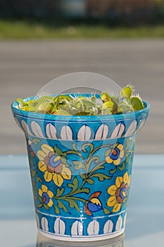 Venus fly trap, carnivorous plant in colourful Moroccan style decorated pot on table in front of glass patio door.