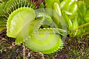 Venus Fly Trap (Dionaea muscipula)