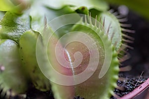 Venus Fly Trap - Dionea Muscipula in Latin photo