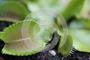 Venus Fly Trap - Dionea Muscipula in Latin photo