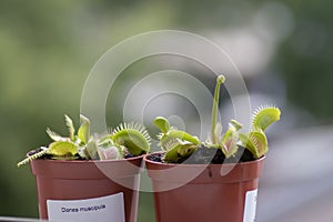 Venus Fly Trap - Dionea Muscipula in Latin photo