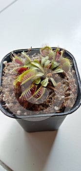 Venus fly trap flower