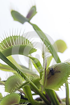 Venus Fly Trap and Fly Close Up