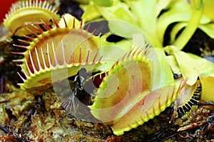 Venus fly trap