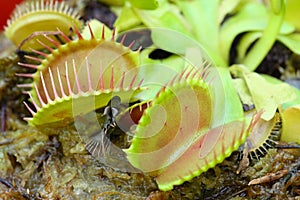 Venus fly trap