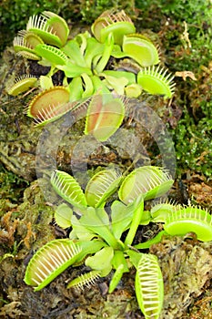 Venus fly trap