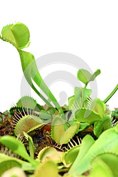 Venus fly trap