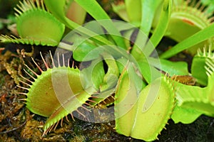 Venus fly trap