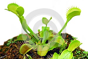 Venus fly trap