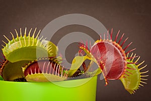 Venus Fly Trap photo