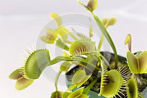 Venus Fly Trap Plant and Fly