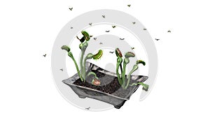 Venus Fly Trap plant with group insect