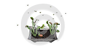 Venus Fly Trap plant with group insect