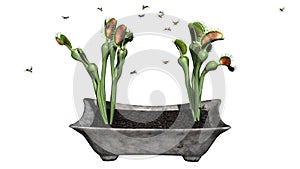 Venus Fly Trap plant with group insect