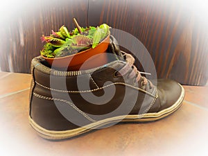 Venus Fly Trap plant in a shoe