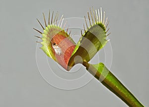 Venus fly trap with prey