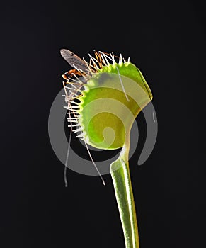 Venus fly trap with prey