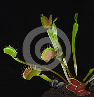 Venus fly trap