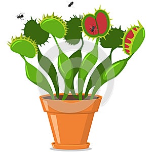 Venus fly trap vector flat icon